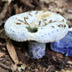 Lactarius indigo